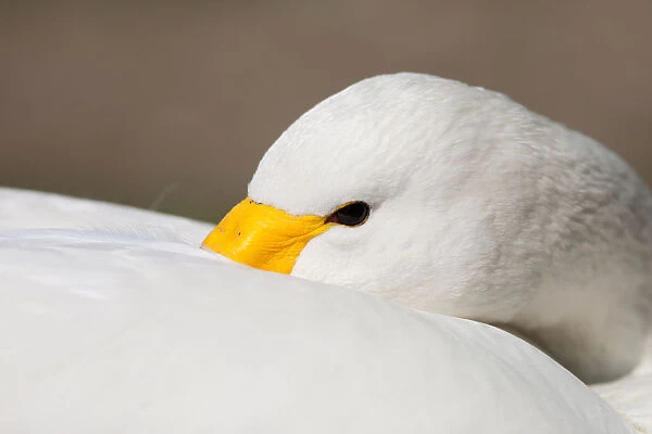 Bewick's Swan close up