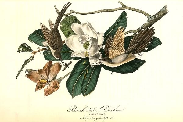 Black-billed Cuckoo. 1. Male. 2. Female. (Magnolia grandiflora). Audubon, John James