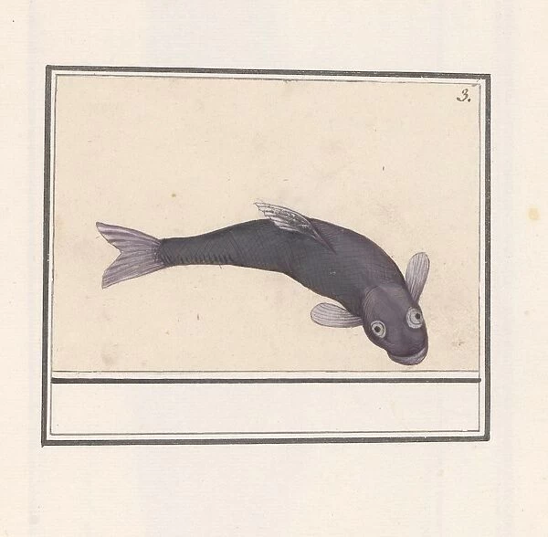 Black carp Cyprinus carpio carpio unidentified fish