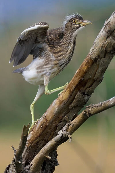 Black-crowned Night Heron juvenile walking on branch, Nycticorax nycticorax, Italy