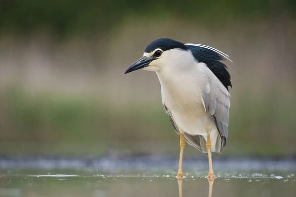 Black-crowned Night Heron standing in water, Nycticorax nycticorax, Hungary