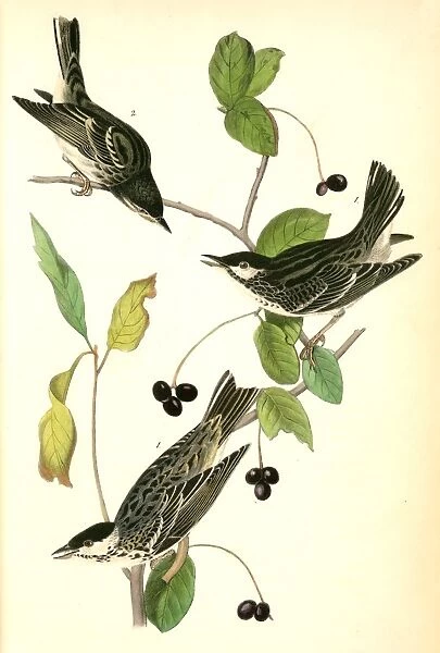 Black-poll Wood-Warbler, 1. Males, 2. Female. (Black Gum Tree. Nyssa aquatica. ), Audubon
