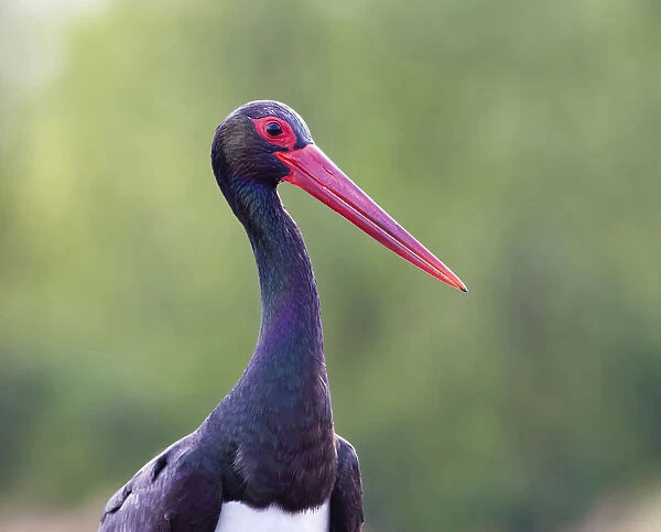 Black Stork, Ciconia nigra, Hungary