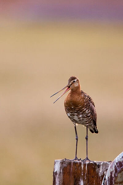 Black-tailed Godwit calling from pole, Limosa limosa