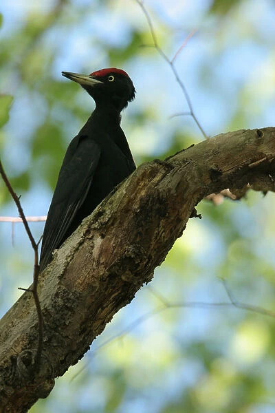 Black Woodpecker male perched on branch Poland, Dryocopus martius