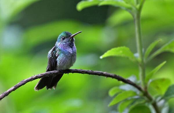 Blue-chested Hummingbird, Amazilia amabilis