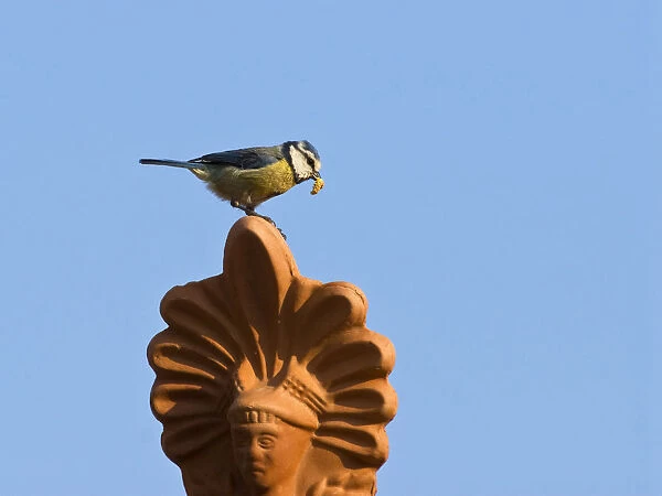 Blue Tit with food for young Greece