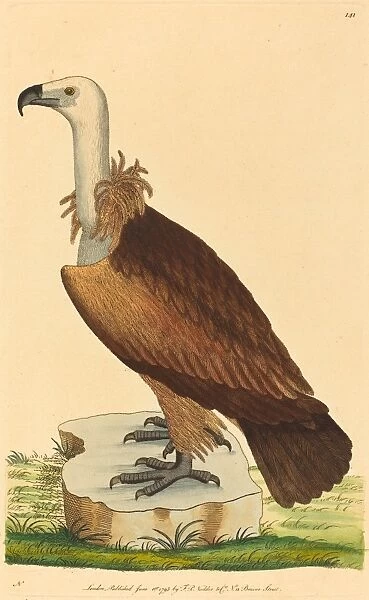 British 18th Century, The Alpine Vulture, 1793, hand-colored etching