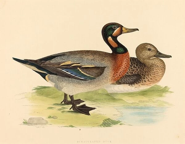 British 19th Century, Bimaculated Duck, 1855, color lithograph