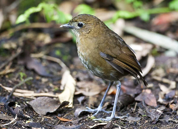 Brown-banded Antpitta, Grallaria milleri, Colombia