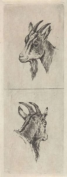 Bucks head, Pieter Janson, 1780-1851