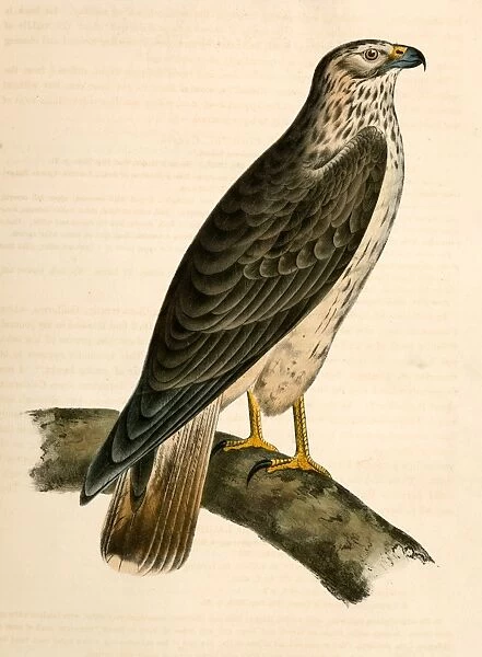 Buteo Cooperii, California Hawk. Suckley, George 1830-1869, Cooper, J