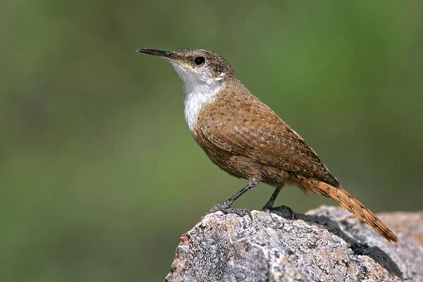 Canyon Wren, Catherpes mexicanus
