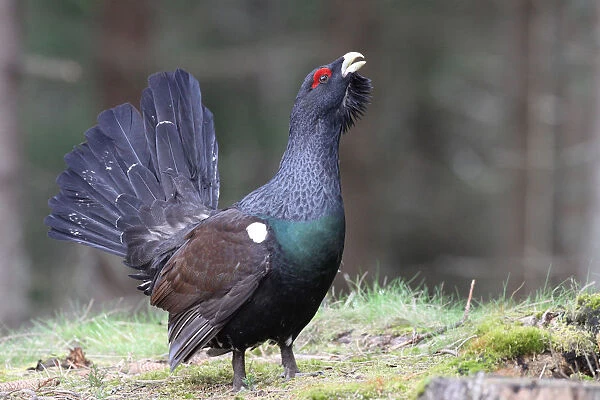 Capercaillie male singing