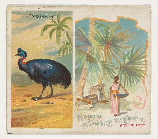 Cassowary Birds Tropics series N38 Allen & Ginter Cigarettes