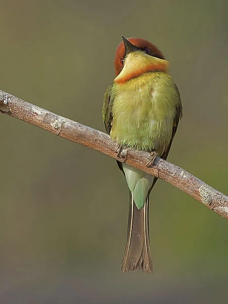 Chestnut-headed Bee-eater perched on branch, Merops leschenaulti