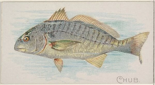 Chub Fish American Waters series N8 Allen & Ginter Cigarettes Brands