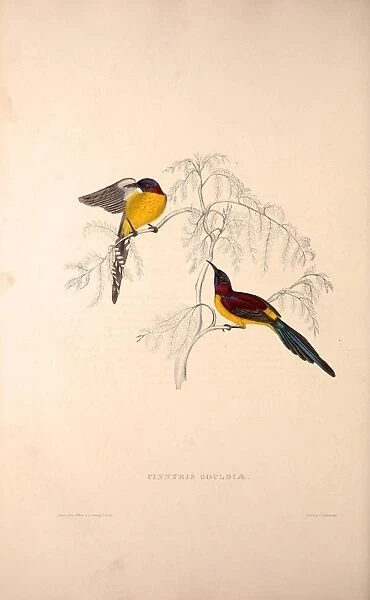Cinnyris Gouldiae, Blue-throated Simla Yellow-backed Sunbird