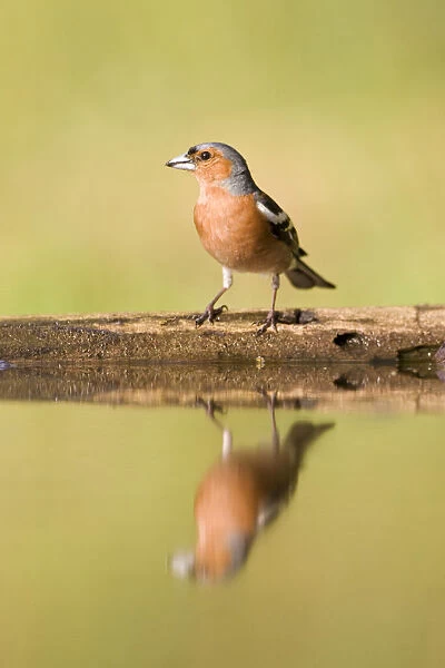 Common Chaffinch male standing at edge forest pool with mirror reflection, Fringilla coelebs