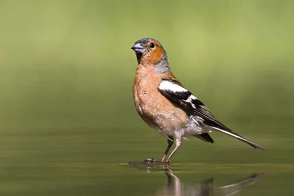 Common Chaffinch standing in the water, Fringilla coelebs