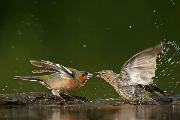 Common Chaffinchs in fight