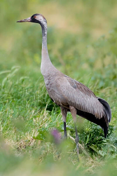 Common Crane, Grus grus, Israel