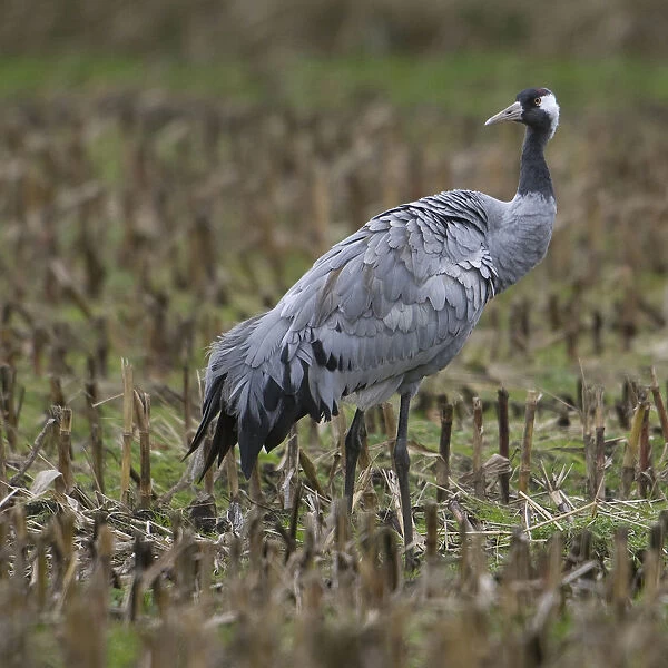 Common Crane standing in field, Grus grus, Germany