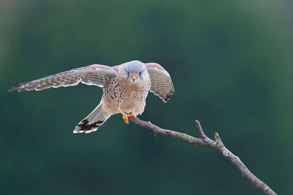 Common Kestrel male perched on a branch, Falco tinnunculus
