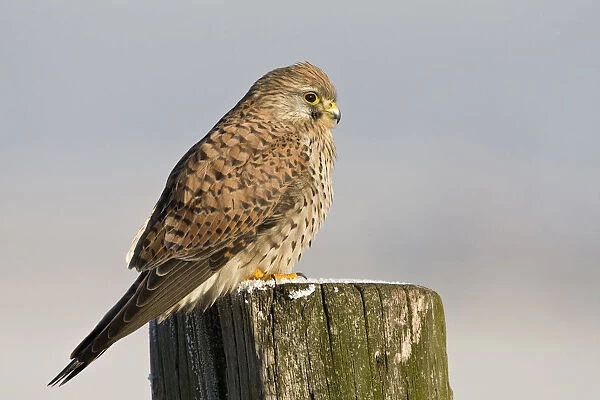 Common Kestrel at pole with hoar-frost Netherlands, Falco tinnunculus