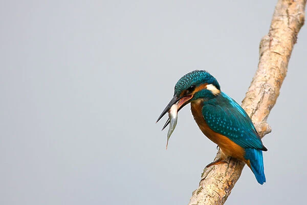 Common Kingfisher with fish perched on branch, Alcedo atthis