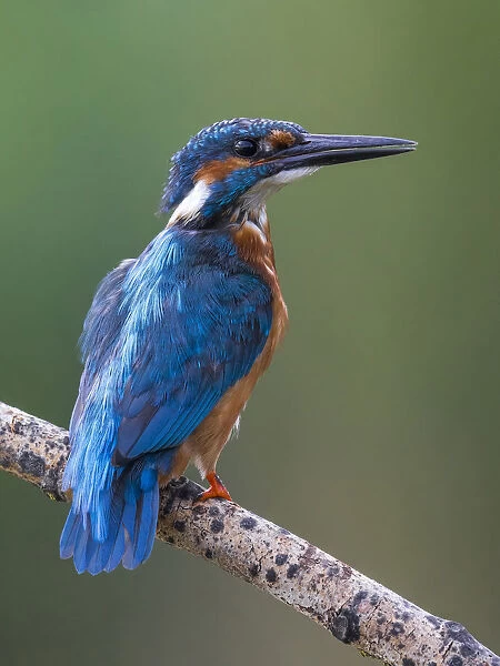 Common Kingfisher perched on a branch, Alcedo atthis, Italy