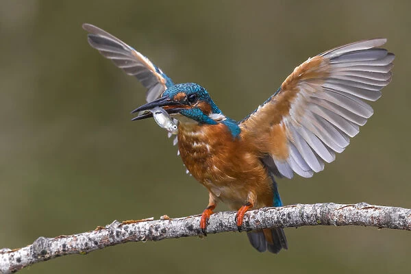 Common Kingfisher perched on a branch, Alcedo atthis, Italy