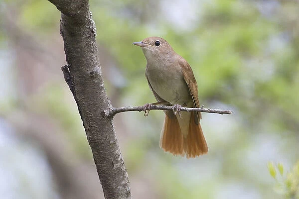 Common Nightingale perched on branch, Luscinia megarhynchos