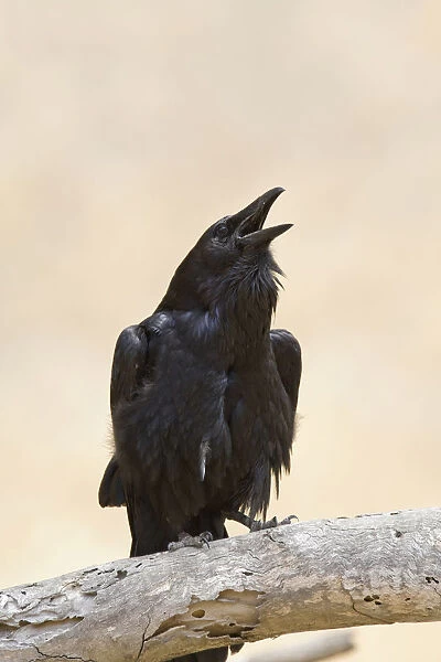 Common Raven calling at branch California USA
