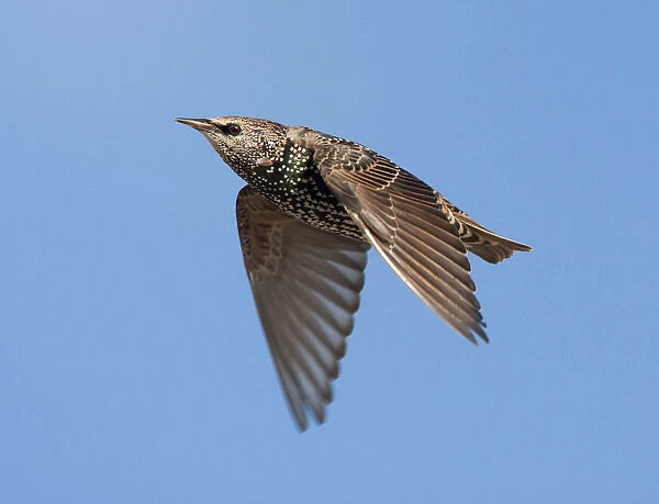 Common Starling winterplumage flying, Sturnus vulgaris