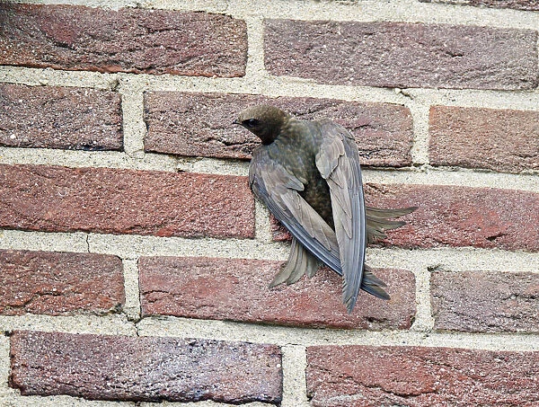 Common Swift hanging against wall of house in search of nesting holes to breed in, Apus apus, Netherlands