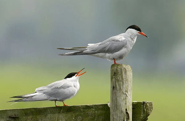 Common Tern two birds perced at fence, Sterna hirundo, The Netherlands