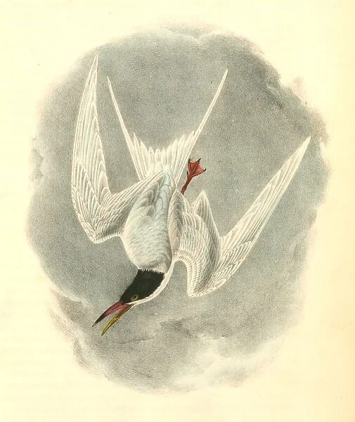 Common Tern. Male Spring Plumage. Audubon, John James, 1785-1851
