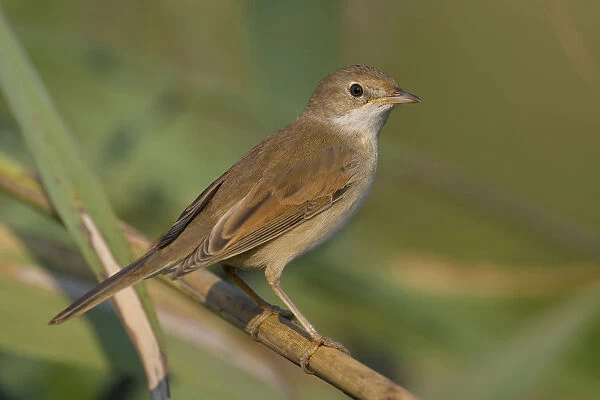 Common Whitethroat perched on branch, Sylvia communis, Italy