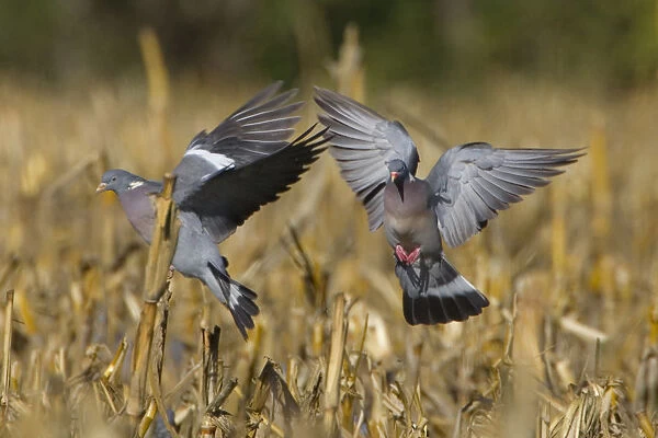 Common Wood Pigeon landing in field, Columba palumbus