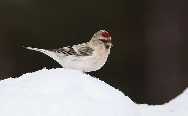 Coues's Arctic Redpoll, Carduelis hornemanni exilipes, Acanthis hornemanni, Finland