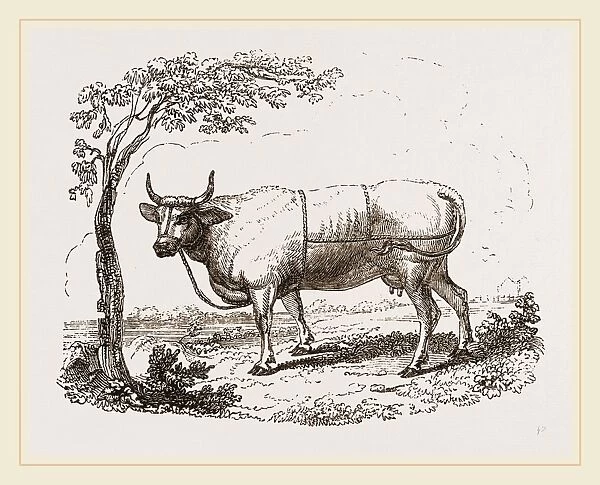 Cow with martingale