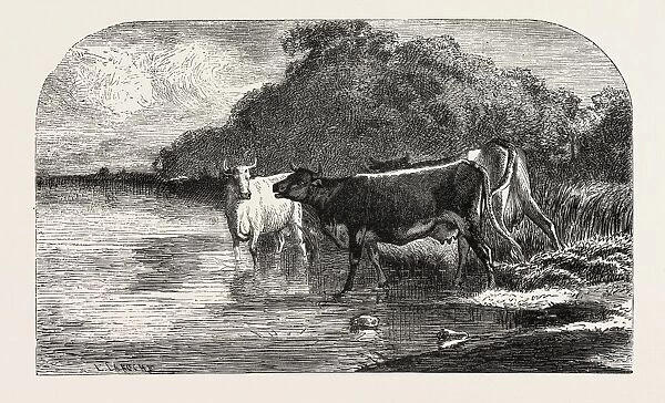 Cows at the watering hole, painting by M. Troyon. engraving 1855
