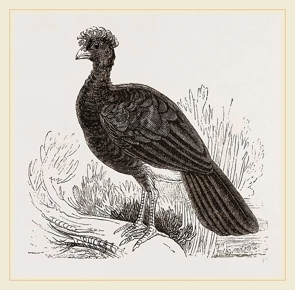 Crested Curassow