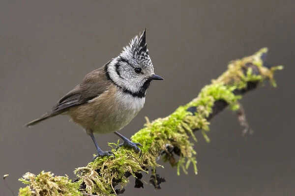 Crested Tit, Italy