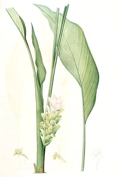 Curcuma longa, Curcuma long, Turmeric, Redoute, Pierre Joseph, 1759-1840, les liliacees