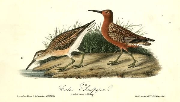 Curlew Sandpiper. 1. Adult Male. 2. Young. Audubon, John James, 1785-1851