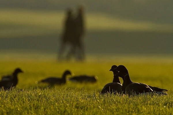 Dark-bellied Brent Goose in grass land