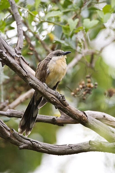 Dark-billed Cuckoo perched on a branch, Coccyzus melacoryphus