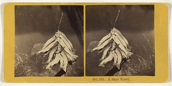 days sic Sport O. H Cook American active 1870s